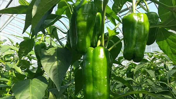 顾客面临的课题图片2